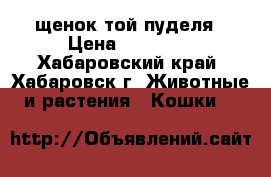 щенок той пуделя › Цена ­ 50 000 - Хабаровский край, Хабаровск г. Животные и растения » Кошки   